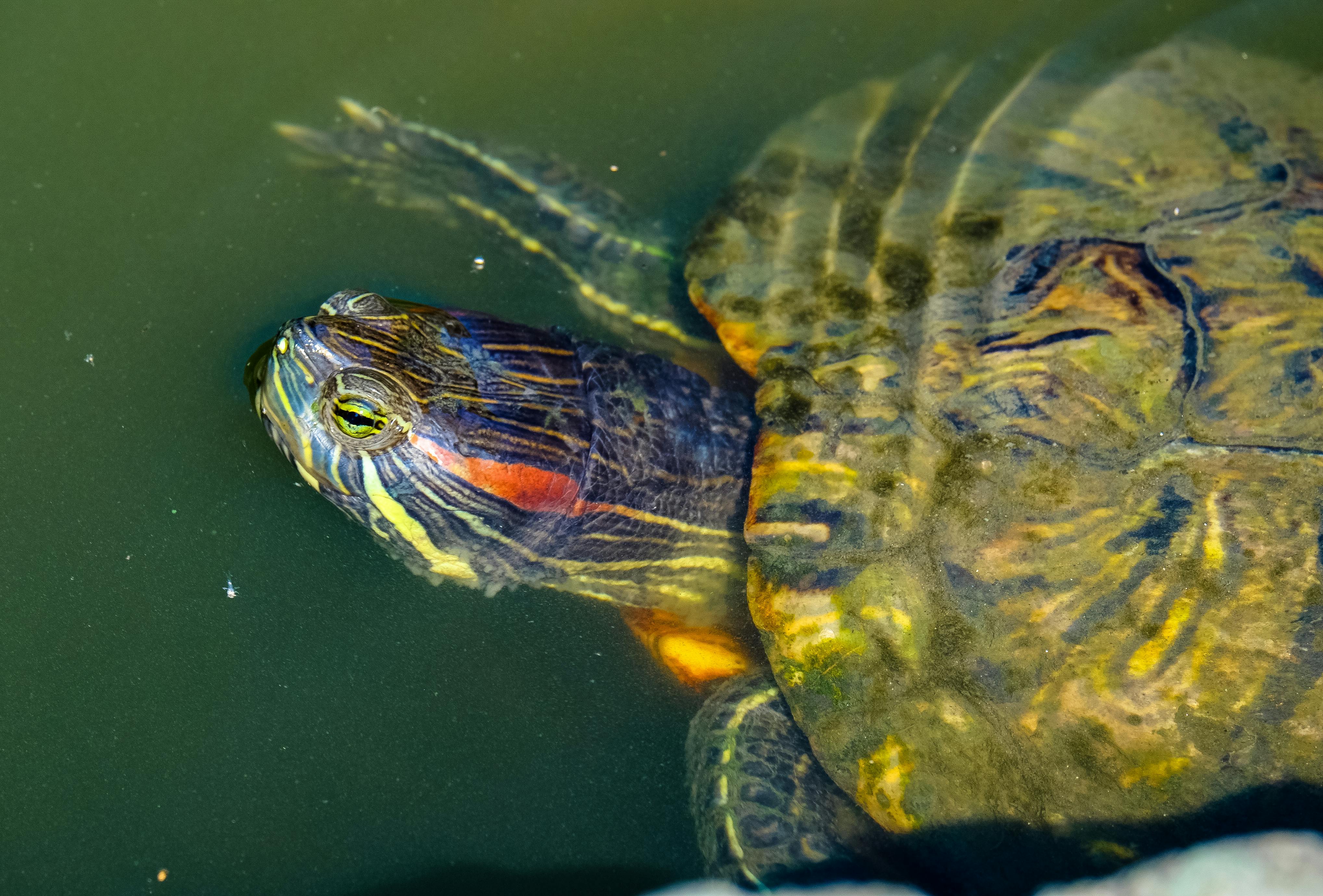 Detailed view of a Red-Eared Slider turtle swimming underwater showcasing its colorful markings.