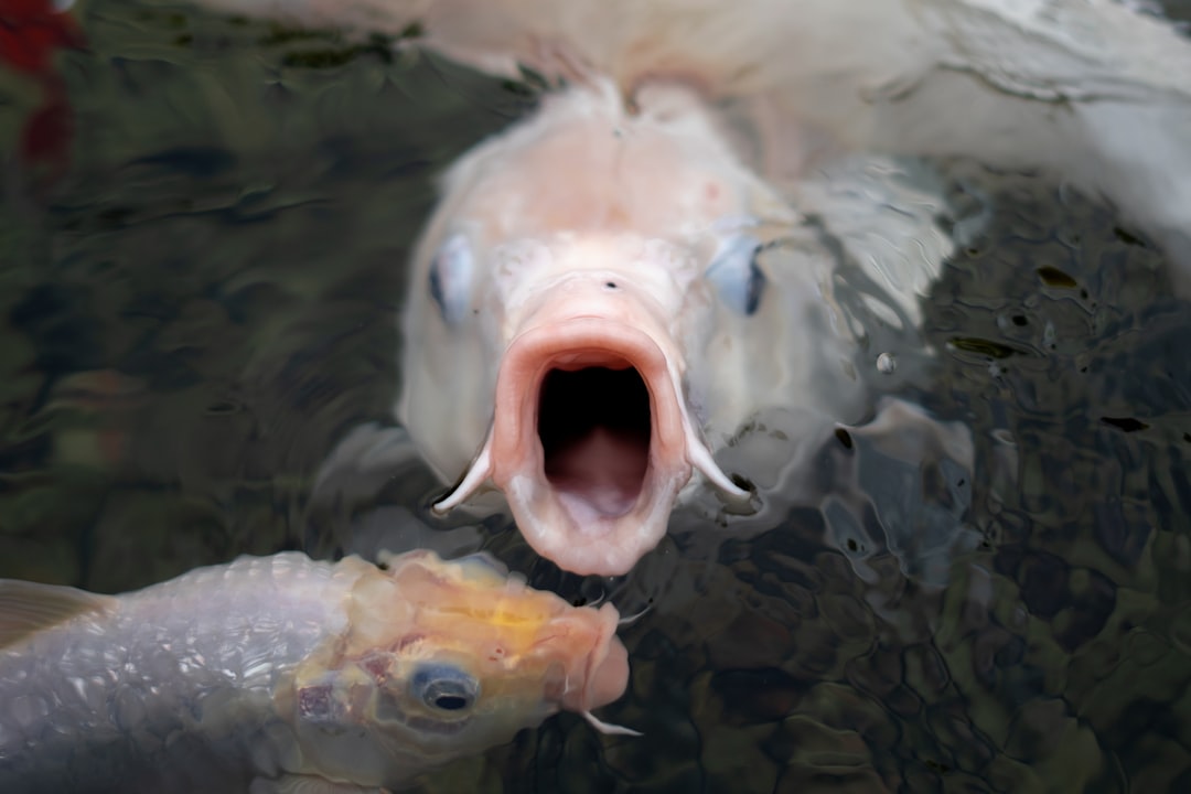 fish with mouth open