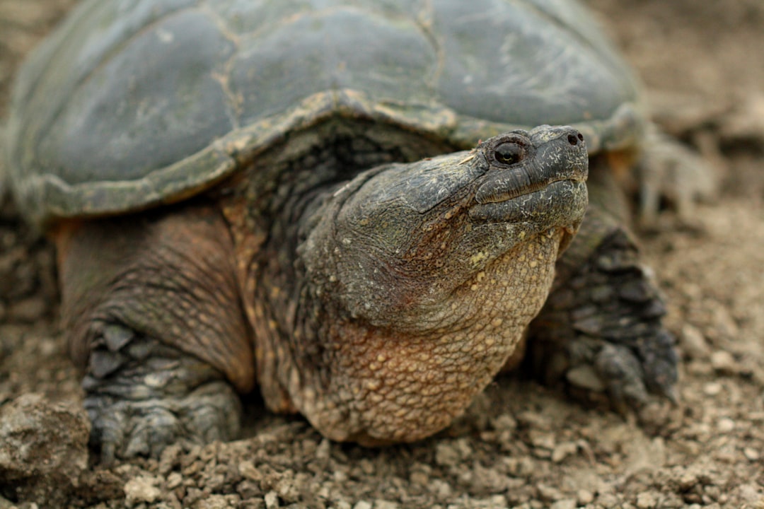 how to tell if a turtle is male or female