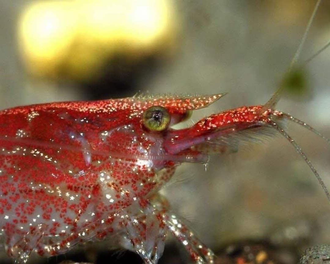 cherry shrimp with eggs