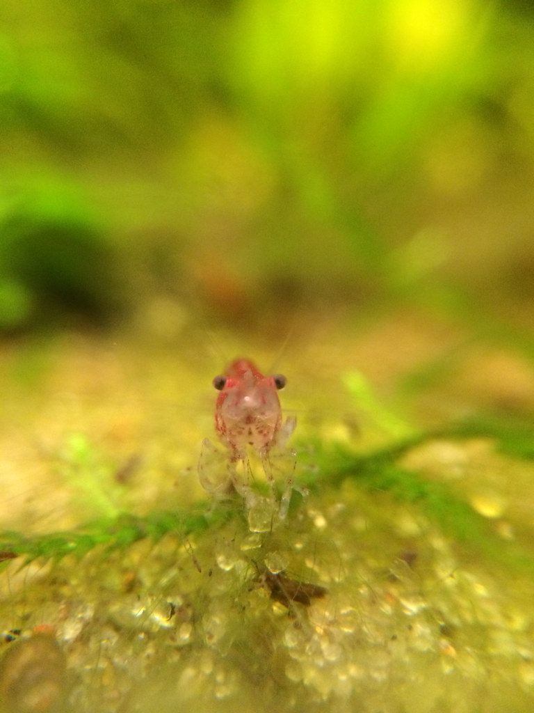 Cherry shrimp