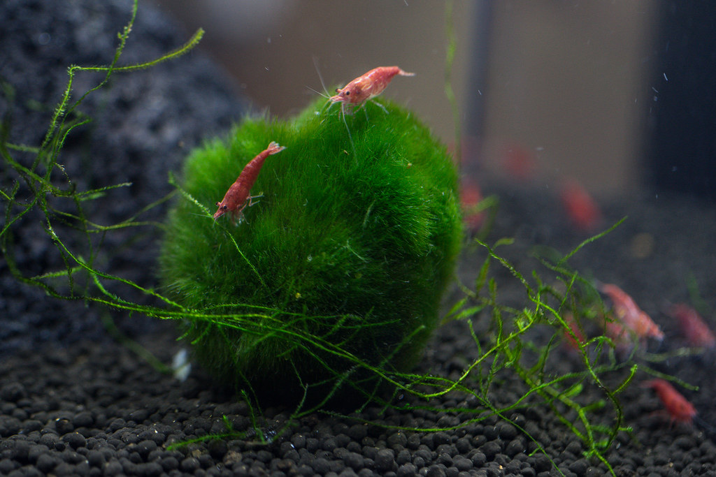 Cherry Shrimp