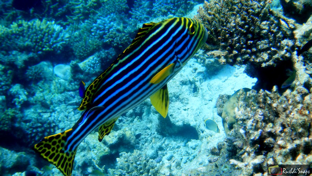 sweet lips with the cleaner fish at work