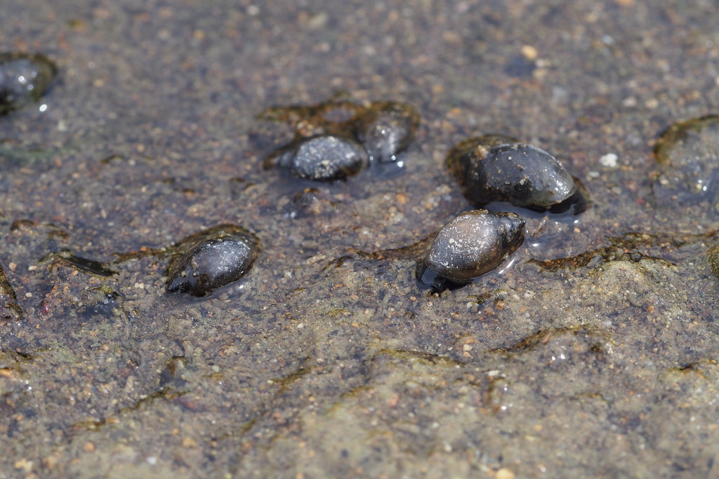 Acute Bladder Snail (Physella acuta)