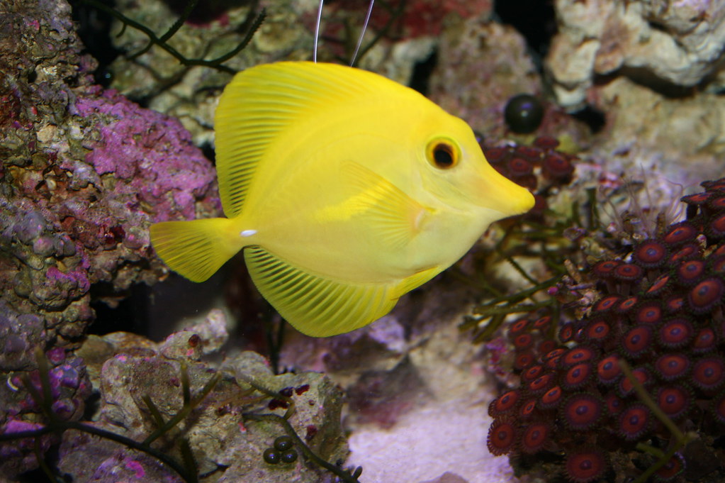 Fish Swimming Against the Current: Triumph Over Adversity - Pet Fish Plants