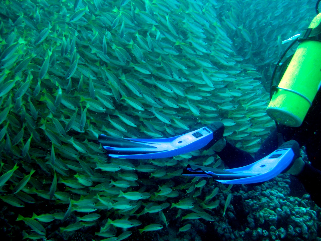 Seychellen 2008 Fish & fins