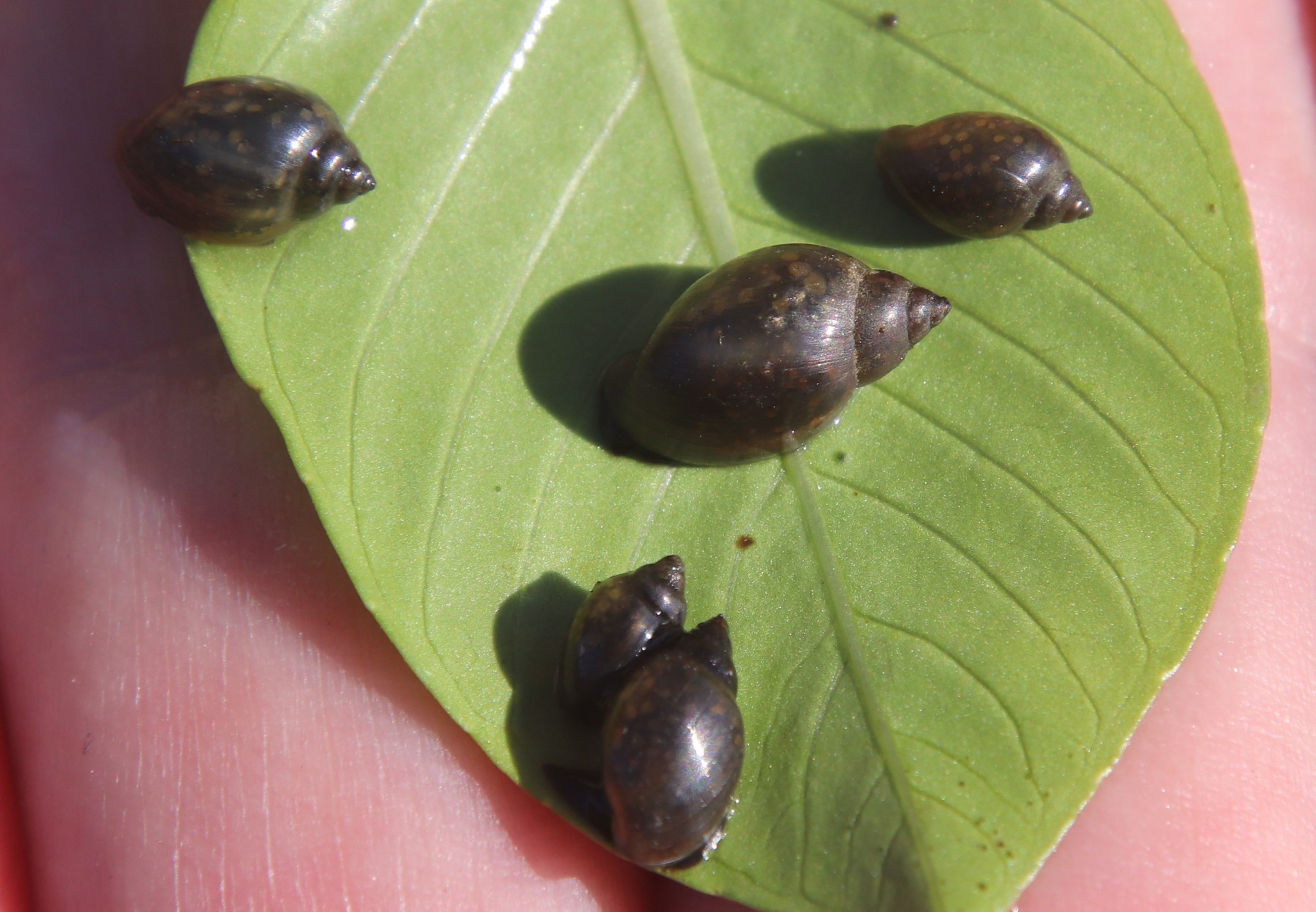 acute bladder snail, european physa, kërmilli mëshikëz me majë, pointed bladder snail, puntige blaashoren, spitze blasenschnecke, sydeuropeisk båtsnäcka, tadpole snail