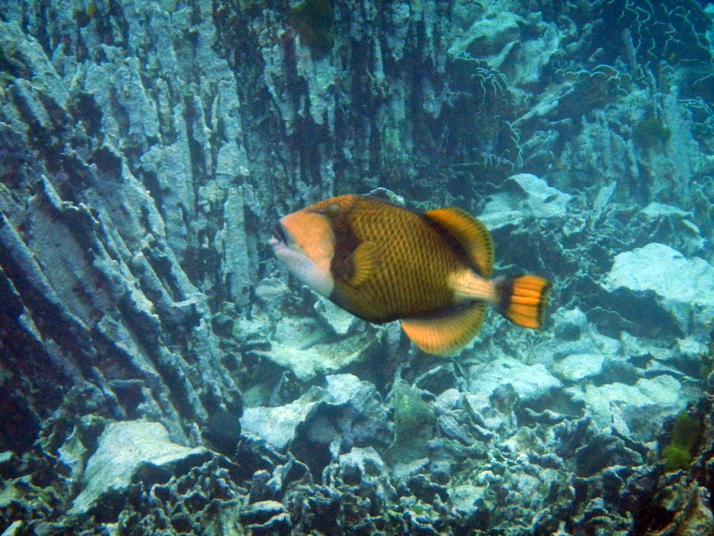 Titan Triggerfish (Balistoides viridescens) in front of damaged corals, Similan Islands Marine National Park, Thailand