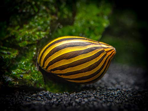 Zebra Nerite Snail for Freshwater Aquariums