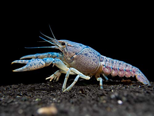 Blue Crayfish Aquarium Pet