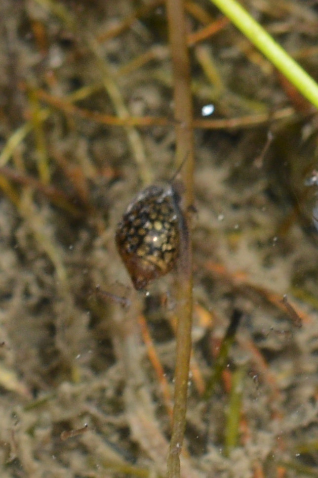 Acute Bladder Snail (Physa acuta)