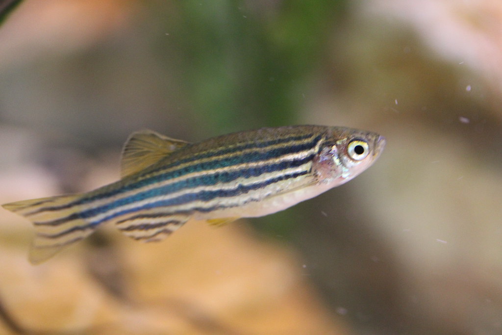 zebra danio (stripe)