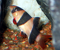 A clown loach