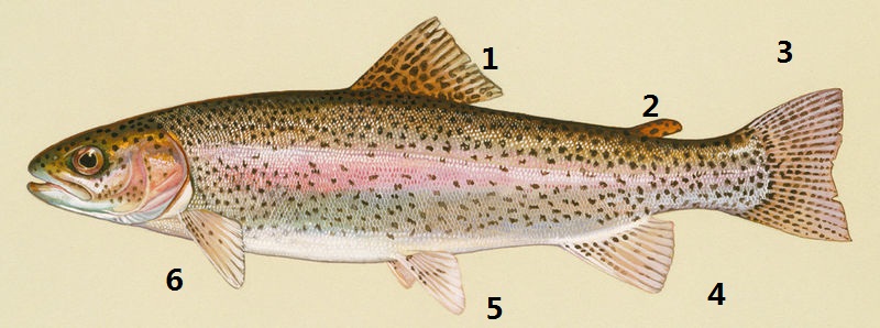 File:Only fish fin of Oncorhynchus mykiss.jpg