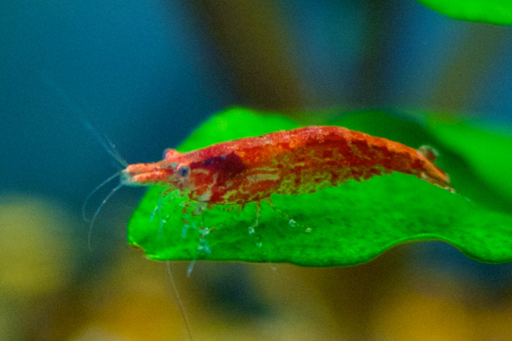 Red Cherry Shrimp 1