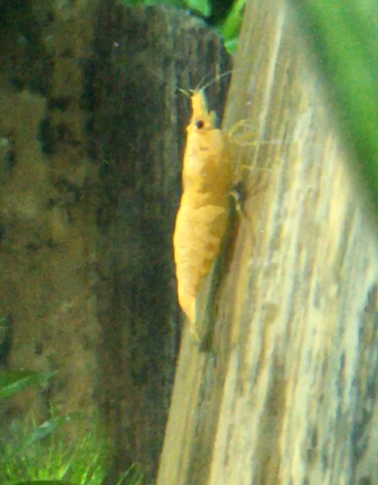 Super Yellow Cherry Shrimp (Neocaridina morph)