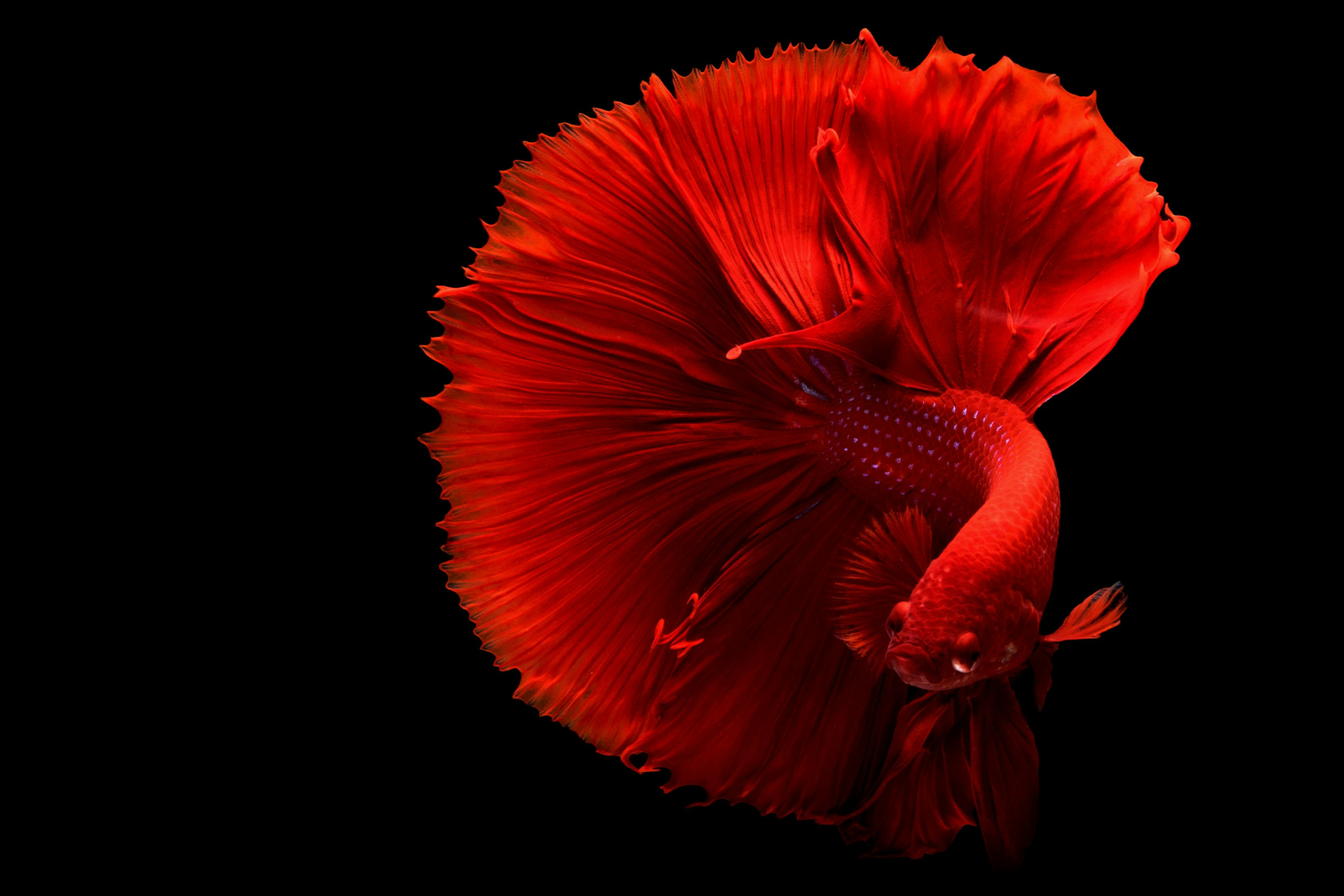 A stunning red Betta fish captured gracefully against a dark black background.