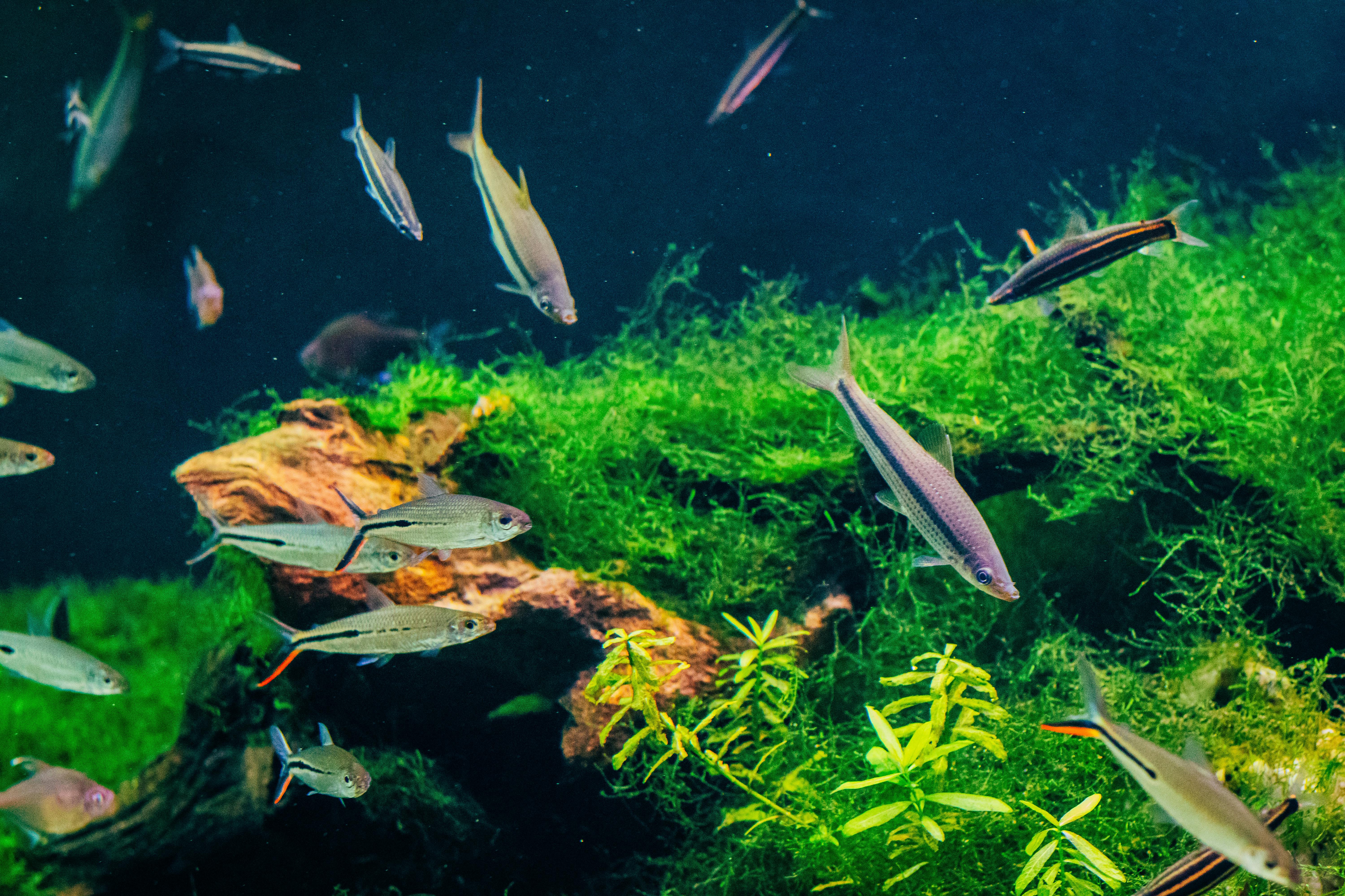 Colorful aquarium with vibrant fish swimming among lush plants and rocks.