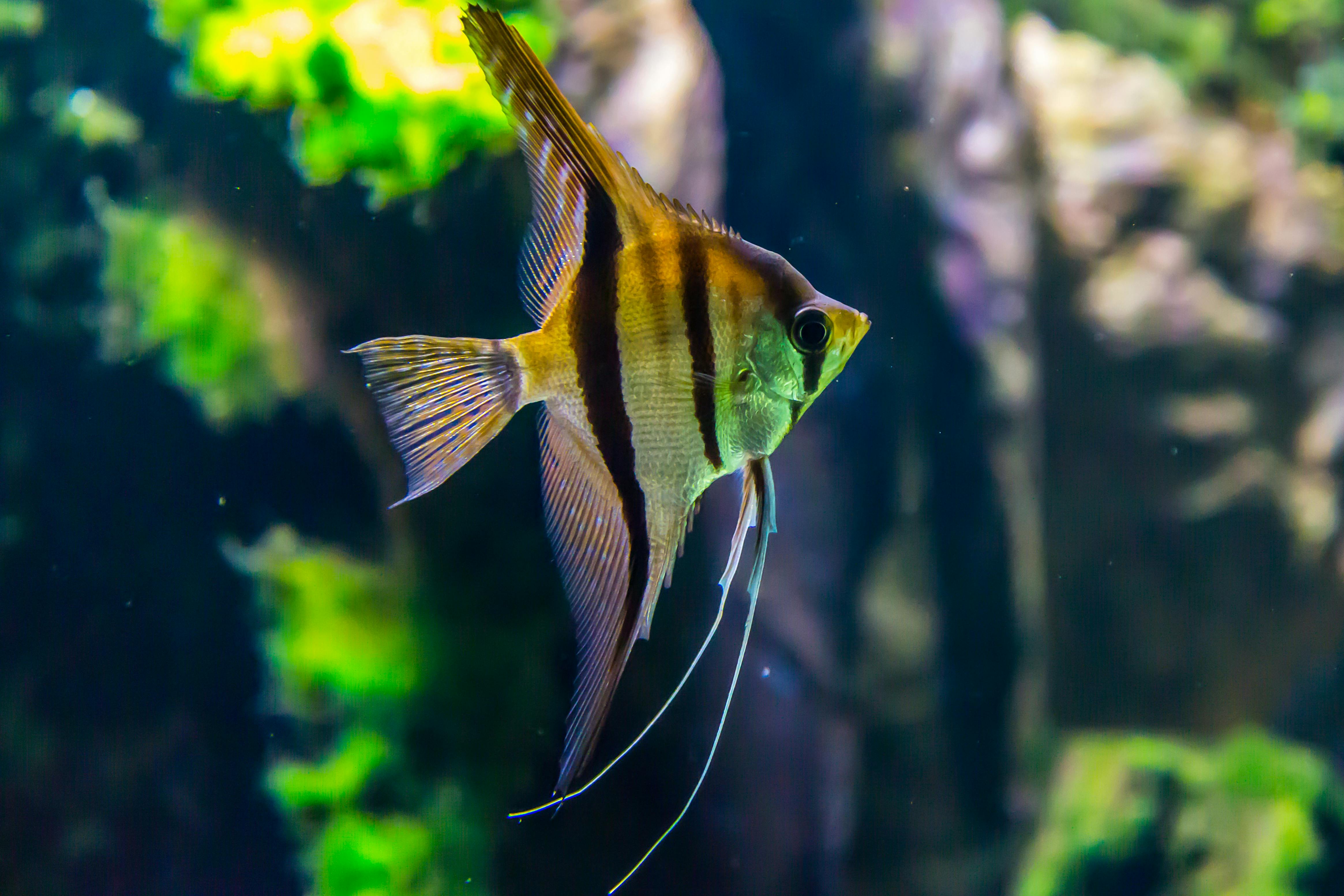 A vibrant angelfish navigating through a lush aquarium setting.