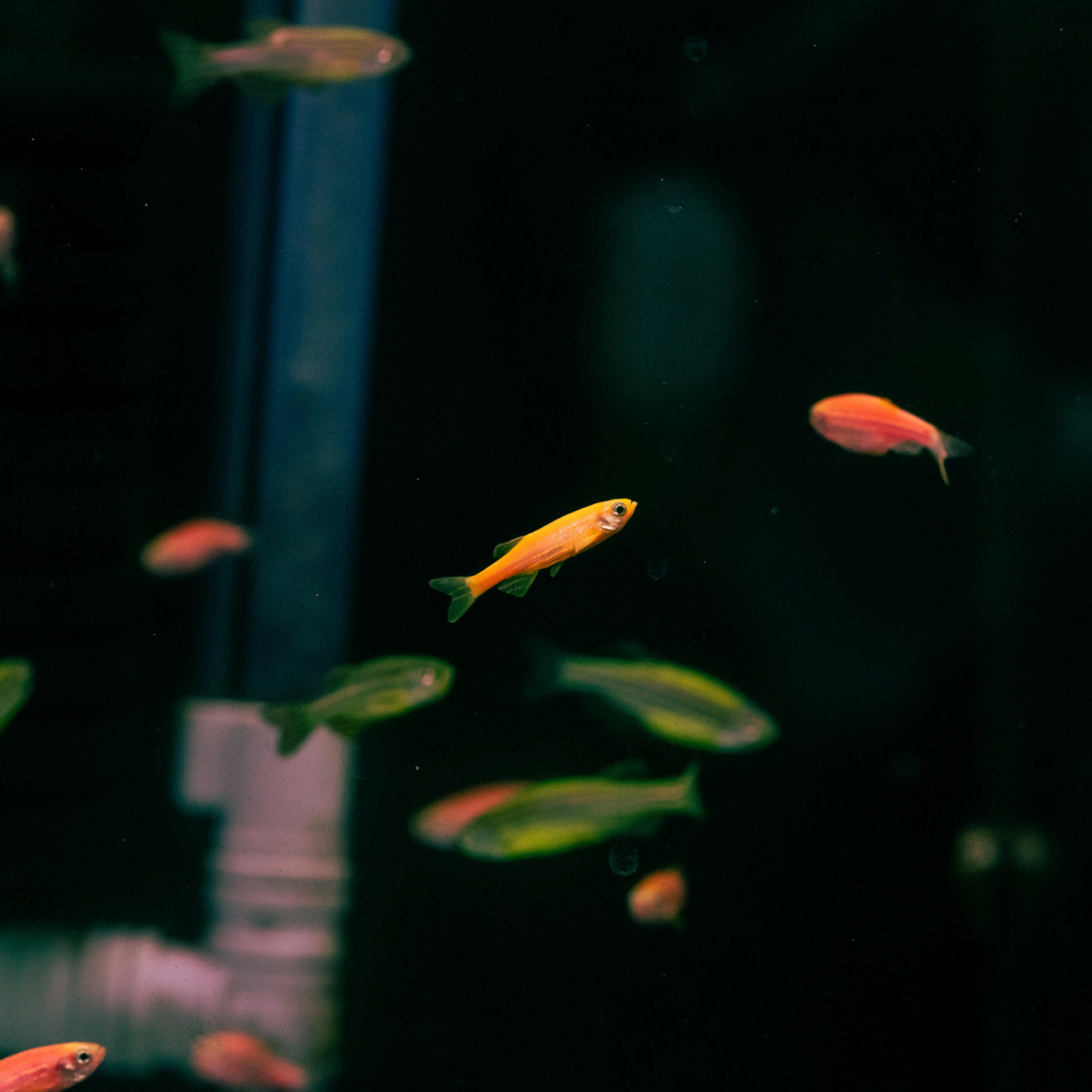 Vibrant fish swim in a dimly lit aquarium with a black backdrop.