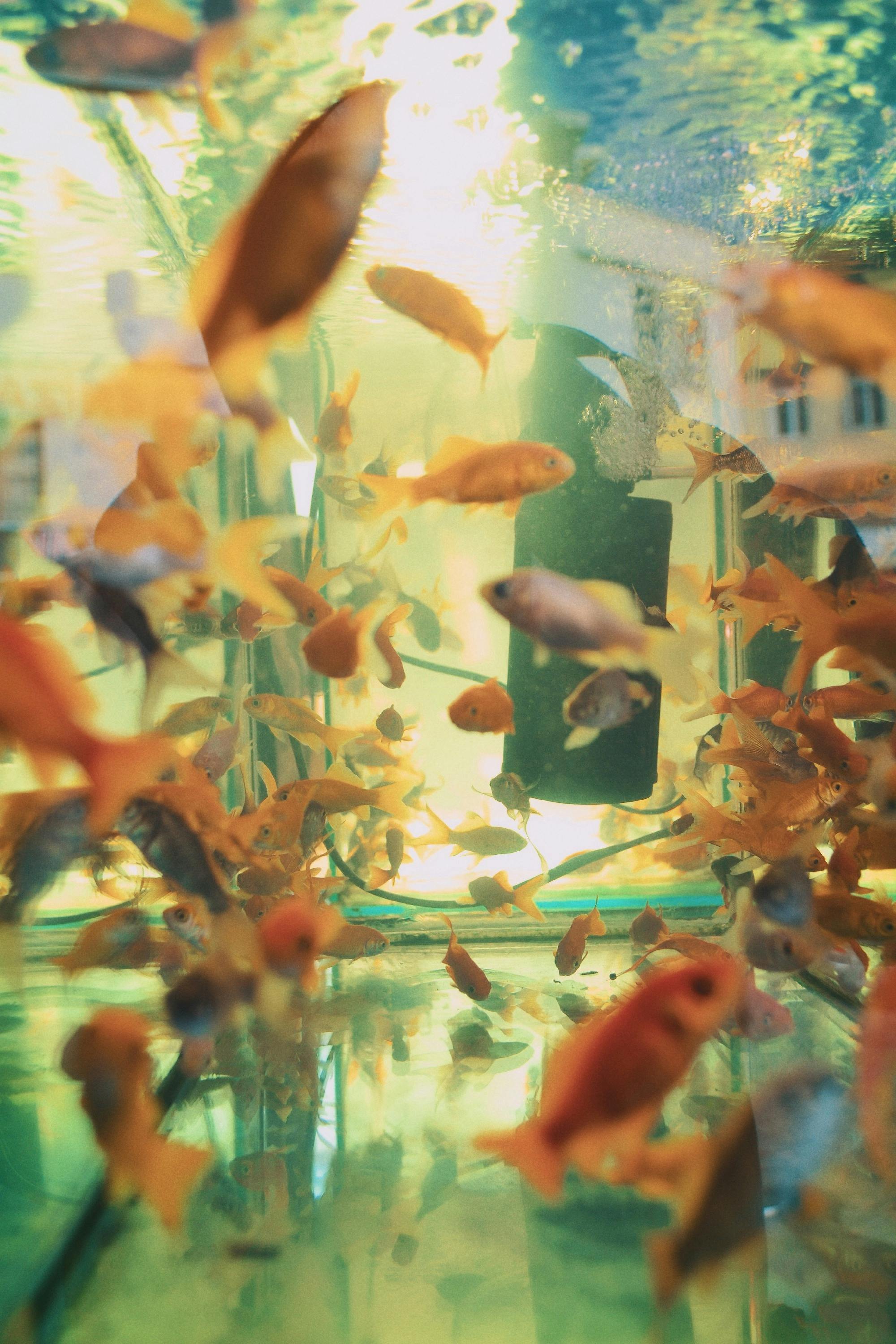 A dynamic underwater scene featuring an abundance of colorful fish swimming in a well-lit aquarium.