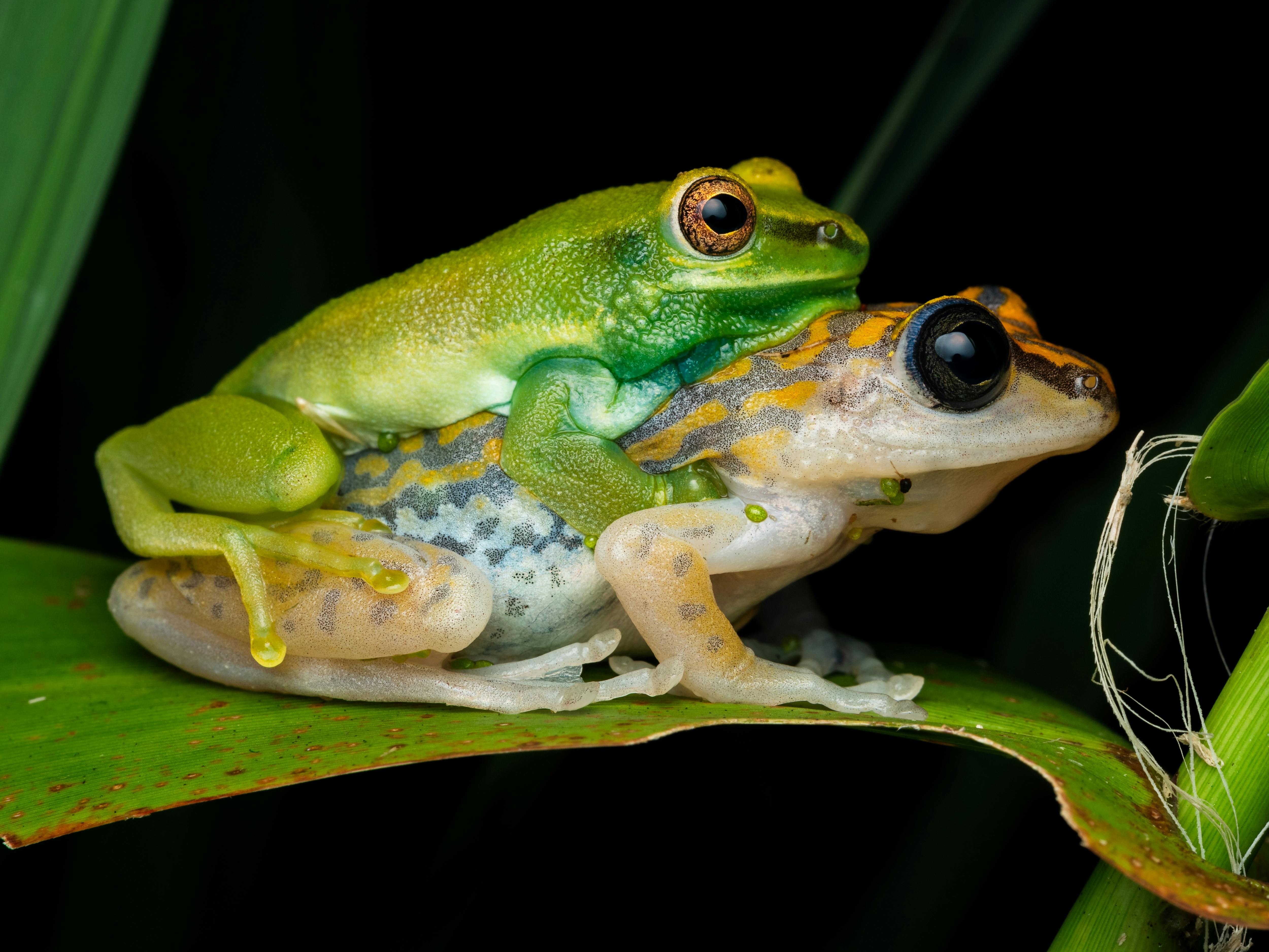 Two vibrant frogs on a leaf in Nigeria captured in close-up, highlighting their colors.