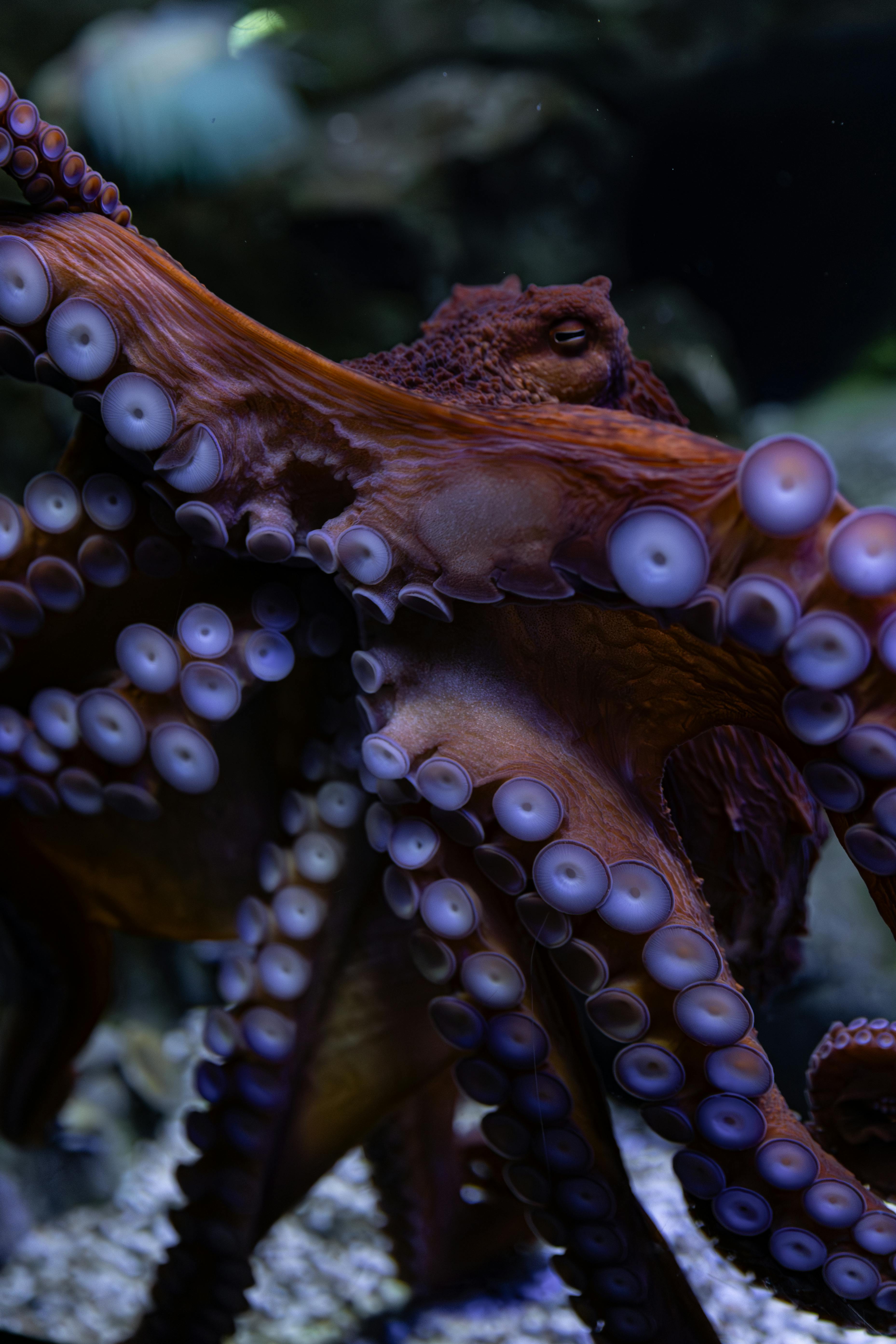 Free stock photo of ocean park, octopus