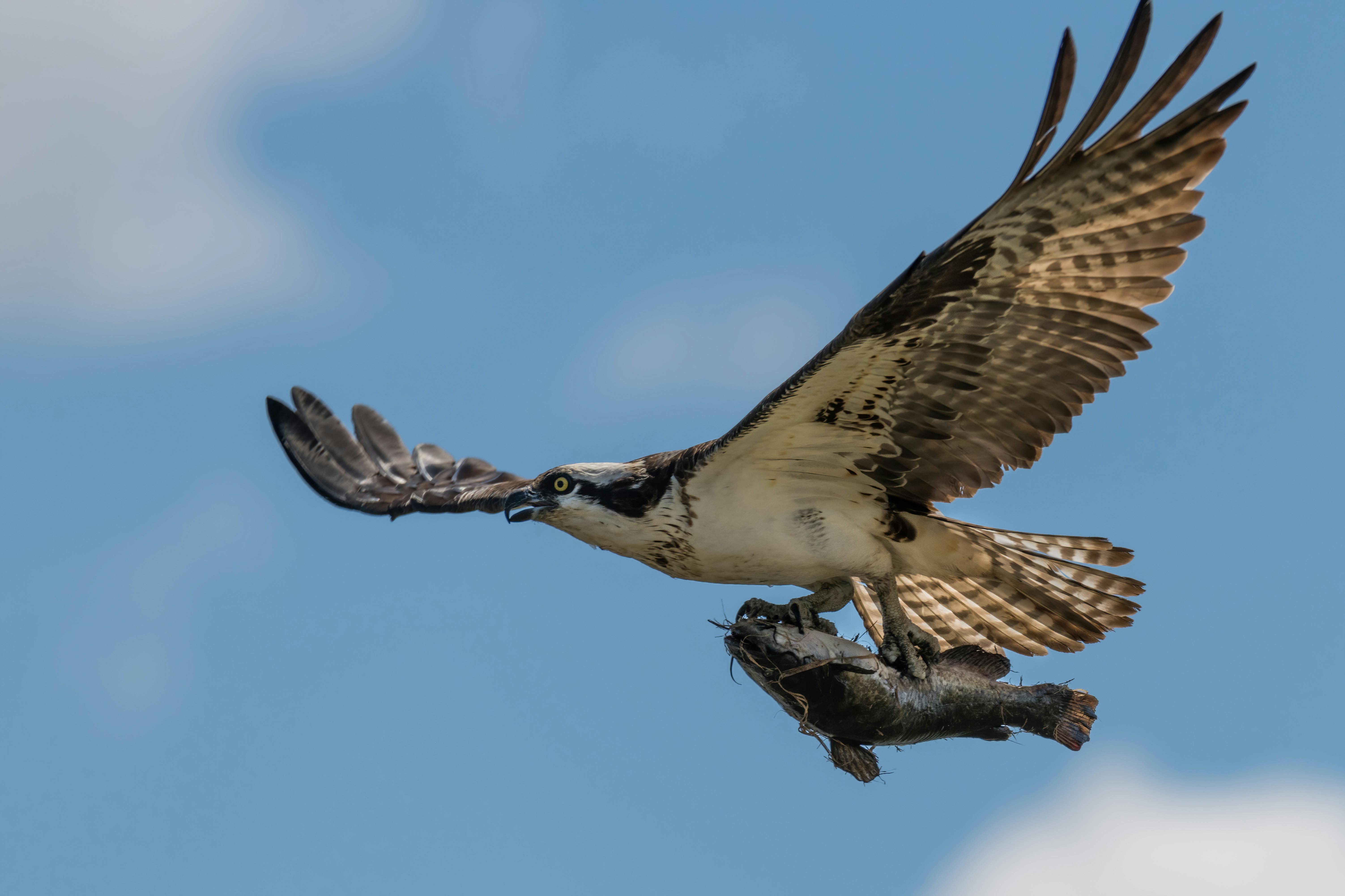 Free stock photo of bird of prey, fish, osprey