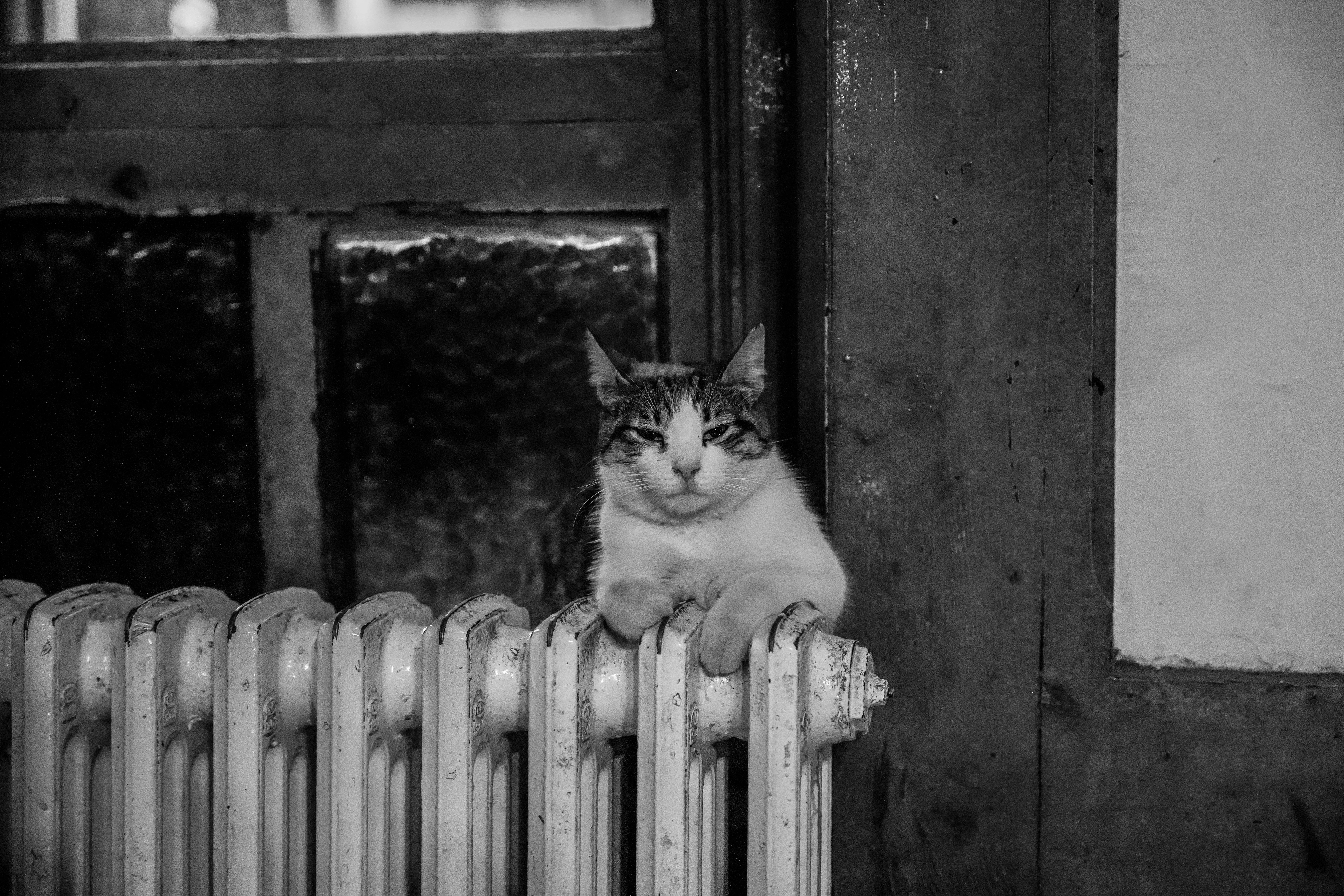 A serene cat comfortably sitting on a radiator in a vintage-style room.