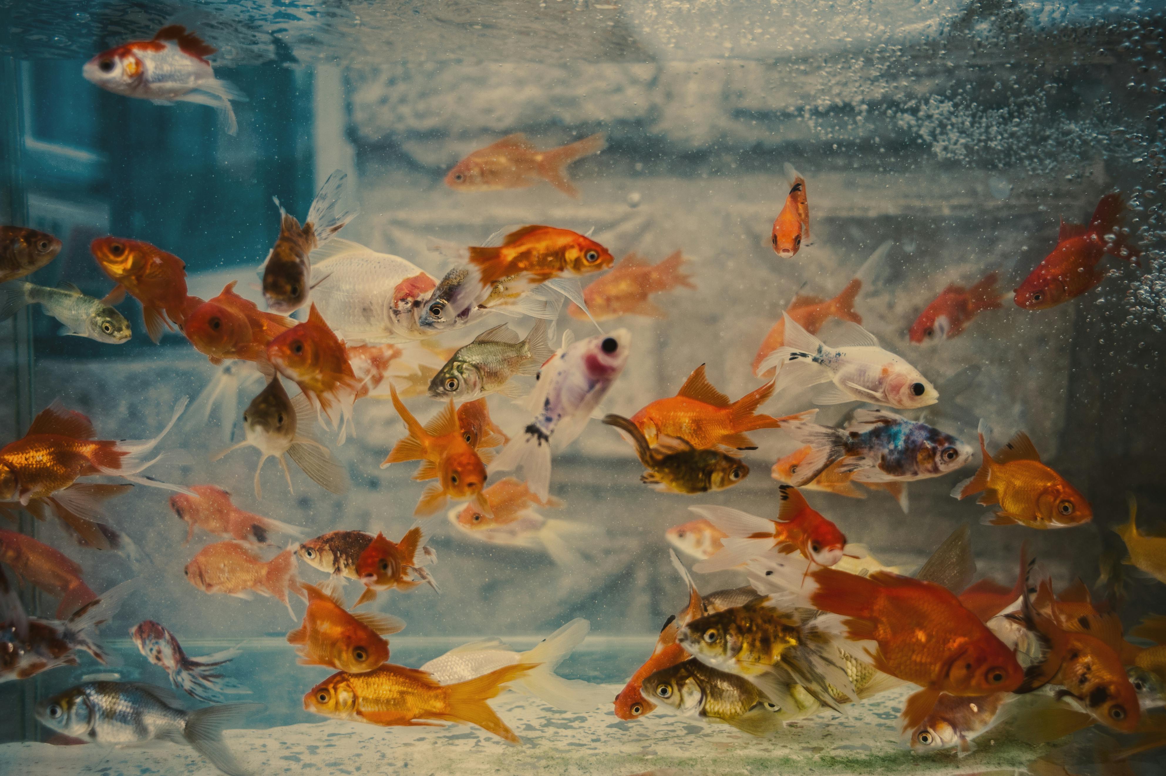 Vibrant variety of fish swimming in a clear aquarium tank showcasing colorful aquatic life.