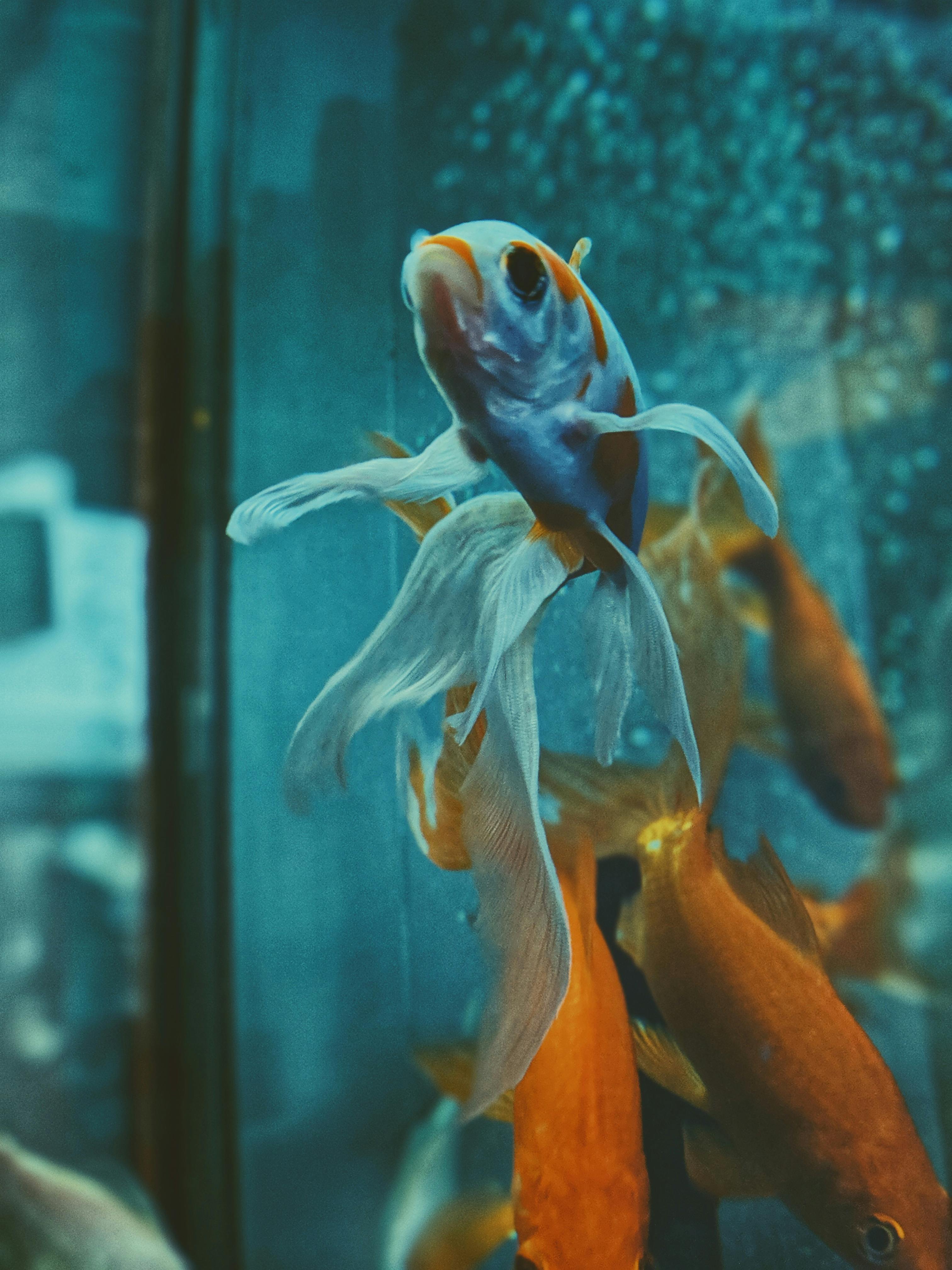 Vibrant close-up of a Betta and goldfish swimming gracefully in an aquarium.