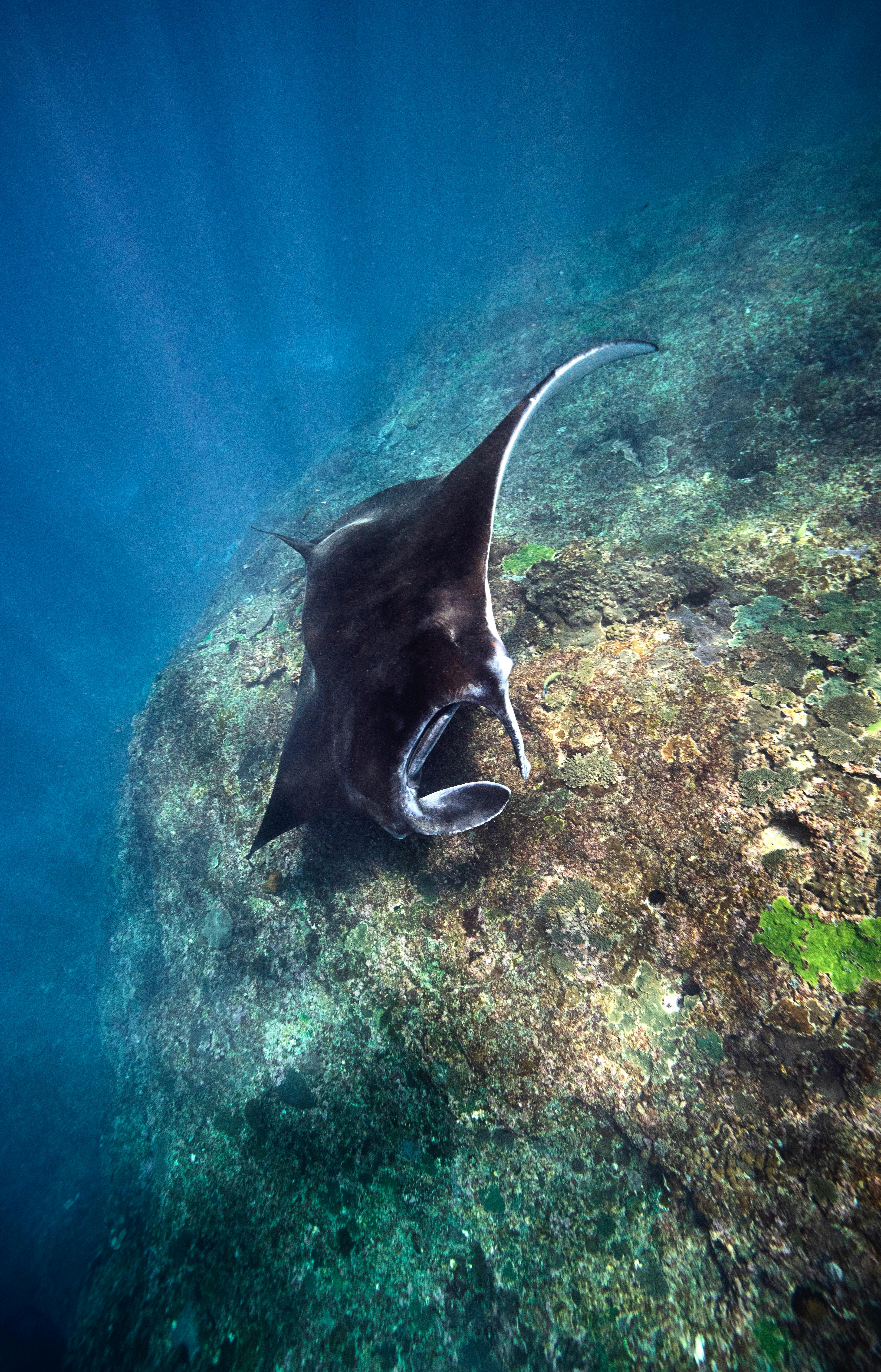 Underwater photo of a graceful manta ray in the clear blue waters of Bali, Indonesia.