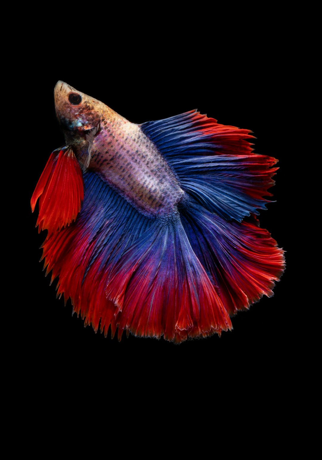 betta fish not eating