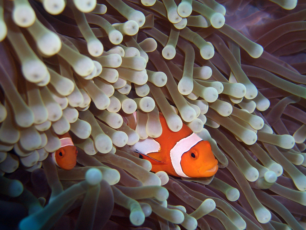 Clownfish and Sea Anemone 2