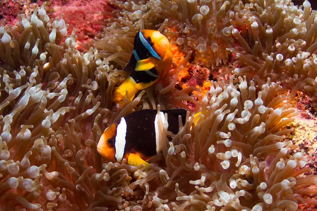 Clownfish