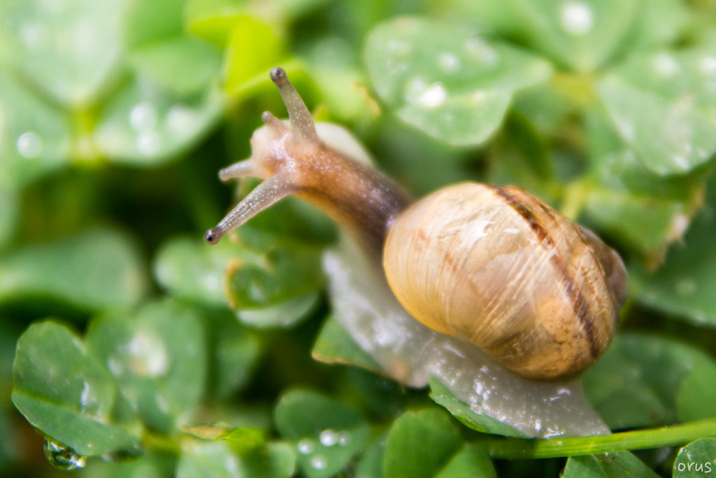 snail posing in the garden