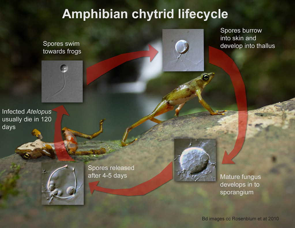 Amphibian chytrid lifecycle. Batrachochytrium dendrobatidis. Panama.