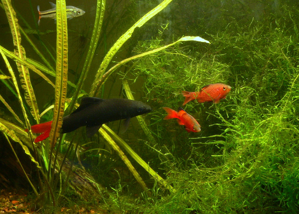 Red-tailed Black Shark chasing Rosy Barbs