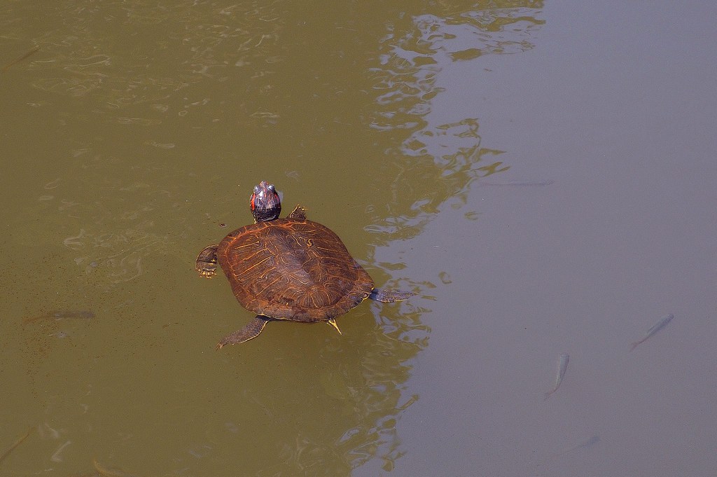 Turkey (Istanbul) Turtle and fishes swimming altogether