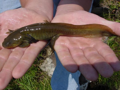 My Public Lands Roadtrip: Axolotl Lakes in Montana