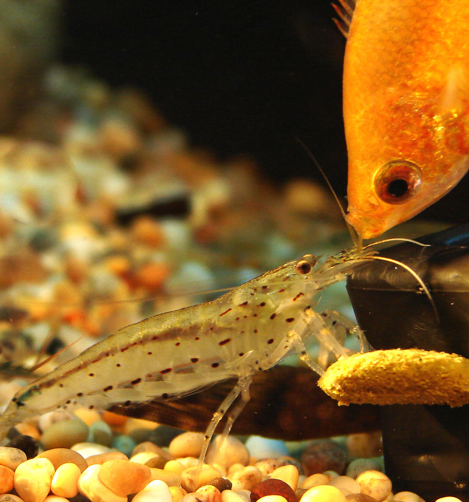 Caridina Japonica Shrimp & Honey Gourami