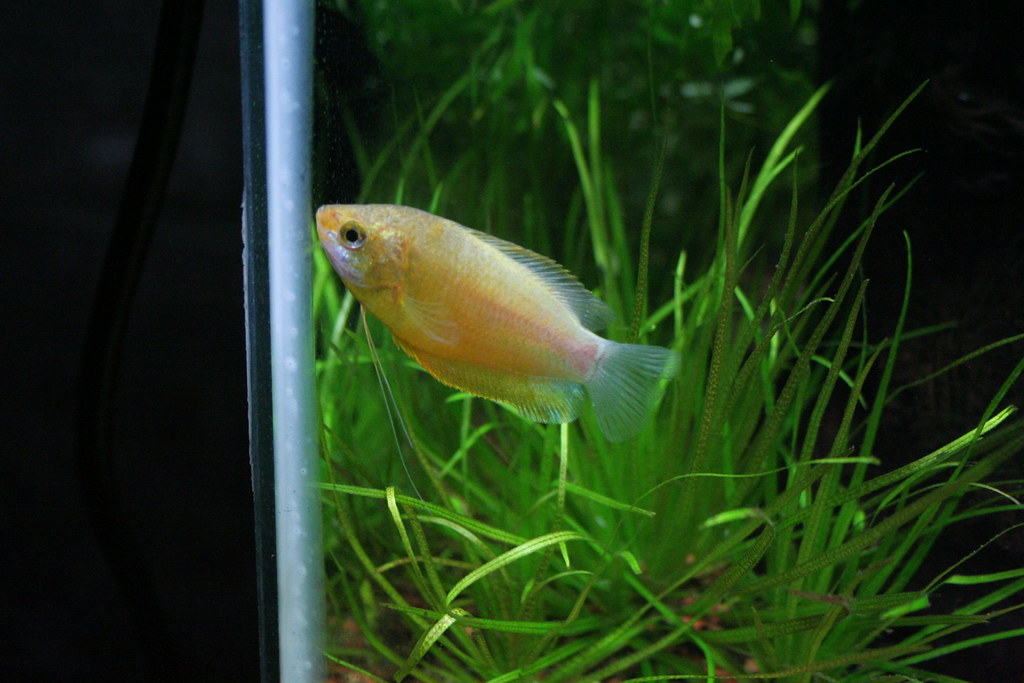 Honey gourami