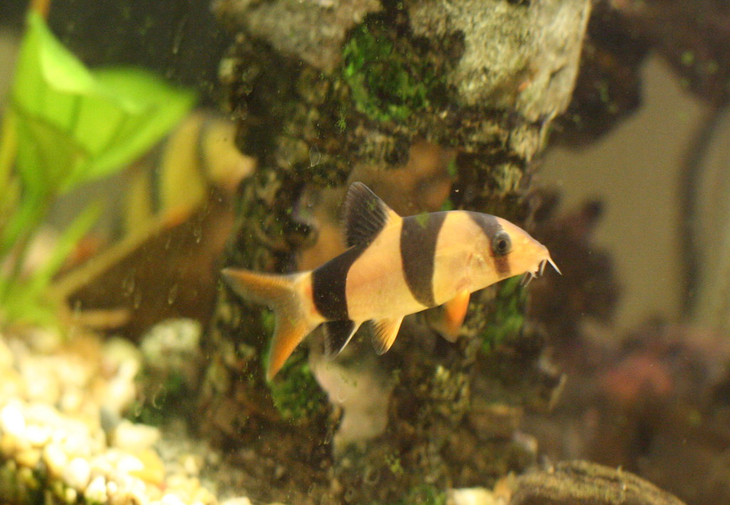 Clown Loach