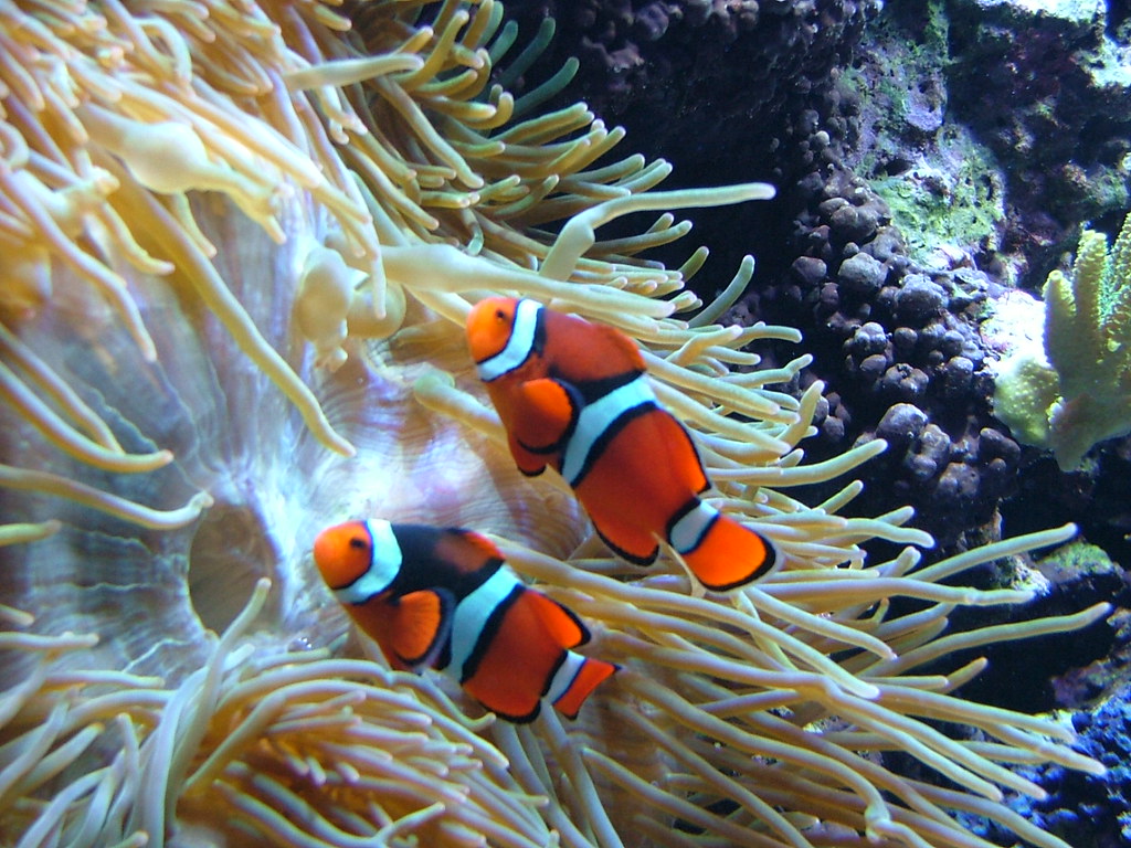 Clownfish