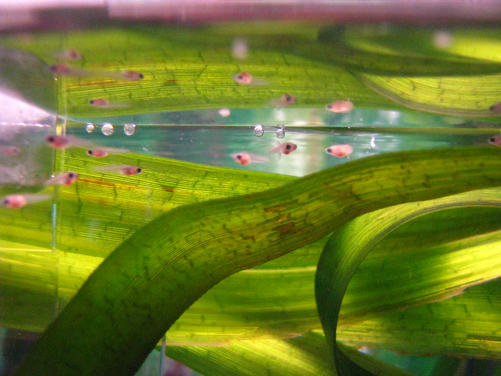 Baby Guppies