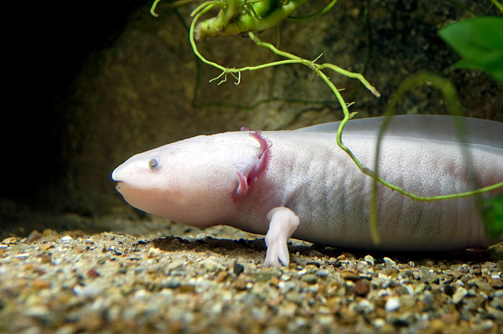 Axolotl, the Aztec warrior (Ambystoma mexicanum)