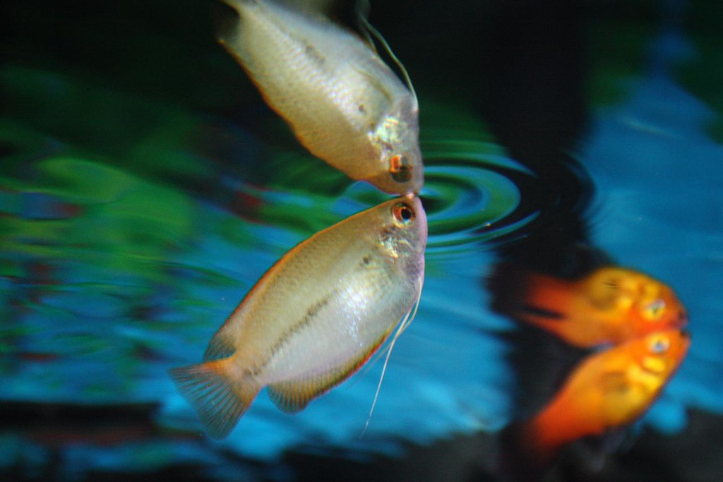 Honey Gourami