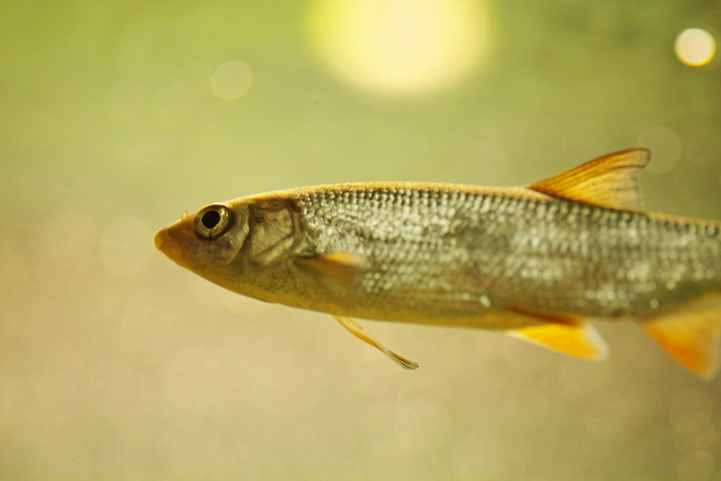 Close-up of a fish swimming in the water