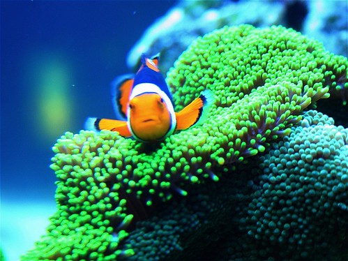 Nemo clownfish