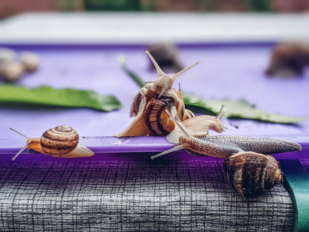 Close-up of snails grouped up on a plastic tray